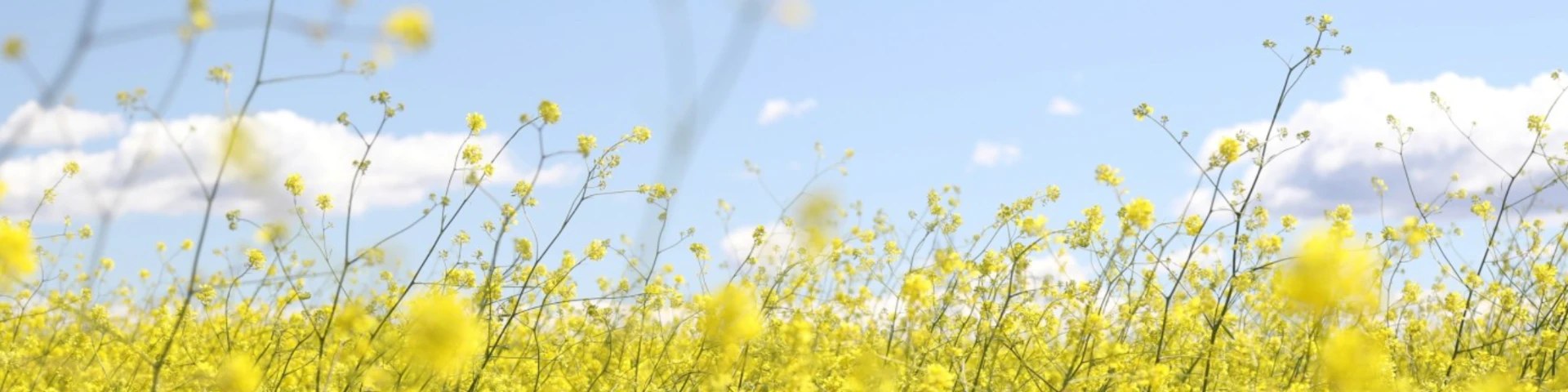 Yellow wildflowers growing tall on thin green stems, seen from below against a pale blue sky with soft cloud.